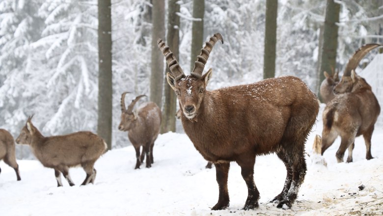 Advent im Naturpark Hohe Wand, © Naturpark Hohe Wand Tiere beim Advent im Naturpark Hohe Wand