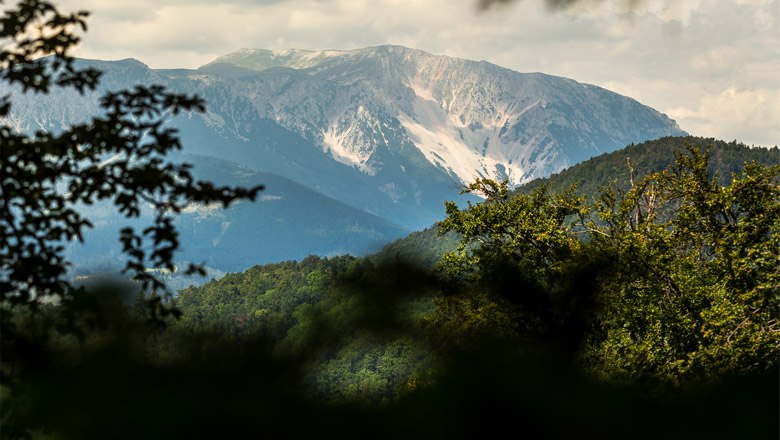 Den Schneeberg im Blick, © Wiener Alpen, Christian Kremsl Blick auf den Schneeberg durch Bäume hindurch.