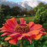 Blütenpracht, © Scheibenreif Karin Nahaufnahme einer orange-roten Blume vor unscharfem Bergpanorama mit Schnee.