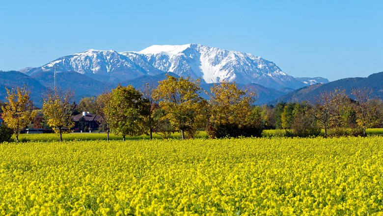 St. Egyden am Steinfeld mit Blick auf den Schneeberg, © Wiener Alpen, Franz Zwickl Blick auf ein gelbes Rapsfeld mit Bäumen im Vordergrund und dem schneebedeckten Schneeberg im Hintergrund unter klarem blauem Himmel.