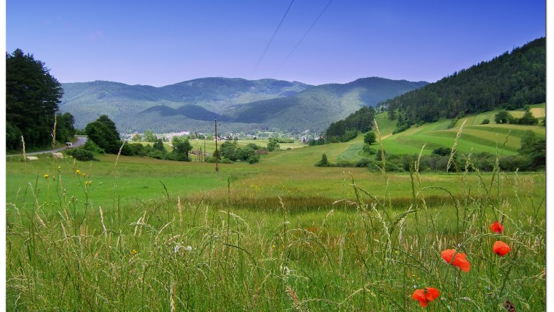 Ochsenheide, © Gemeinde Waidmannsfeld Grüne Wiesen mit roten Mohnblumen und Hügeln im Hintergrund unter blauem Himmel.
