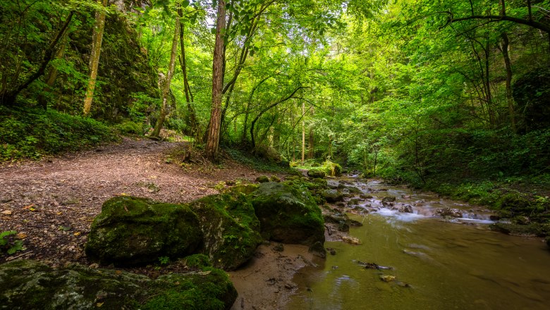 Johannesbachklamm, © Wiener Alpen/Christian Kremsl Ein Waldweg entlang eines flachen Baches in der Johannesbachklamm, umgeben von üppigem Grün und Felsen.