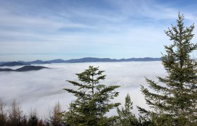Blick ins Nebelmeer, © Naturpark Hohe Wand Blick über eine Nebeldecke in den Bergen mit Tannen im Vordergrund.