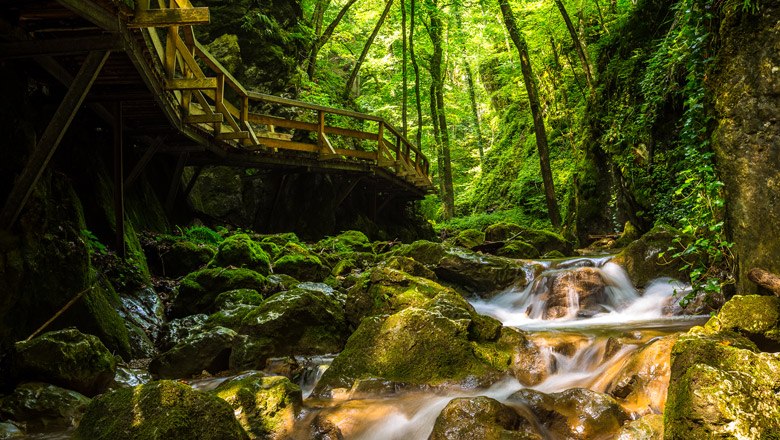 Die Johannesbach-Klamm, © Wiener Alpen, Christian Kremsl Ein Holzsteg führt durch eine grüne, bewaldete Schlucht mit einem fließenden Bach.