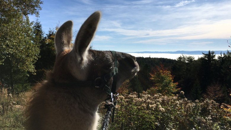 Ein Lama blickt &uuml;ber eine nebelverhangene Landschaft mit B&auml;umen und blauem Himmel.