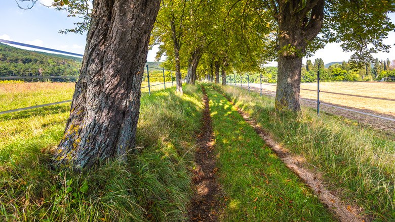 Ein schmaler, grasbewachsener Weg führt durch eine Allee von Bäumen, neben einem Feld, unter einem blauen Himmel.