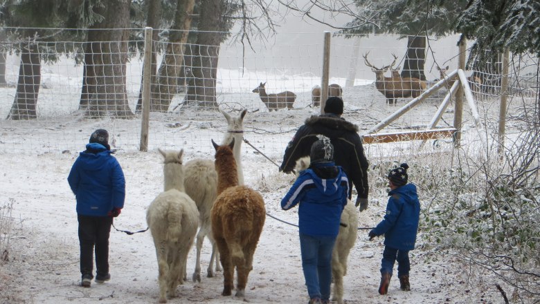 Menschen führen Lamas im verschneiten Wald, im Hintergrund sind Hirsche hinter einem Zaun zu sehen.