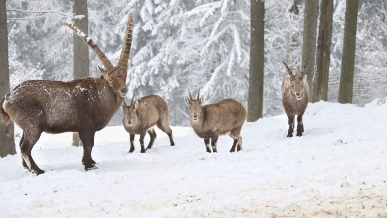 Vier Steinböcke im Schnee im Naturpark Hohe Wand.