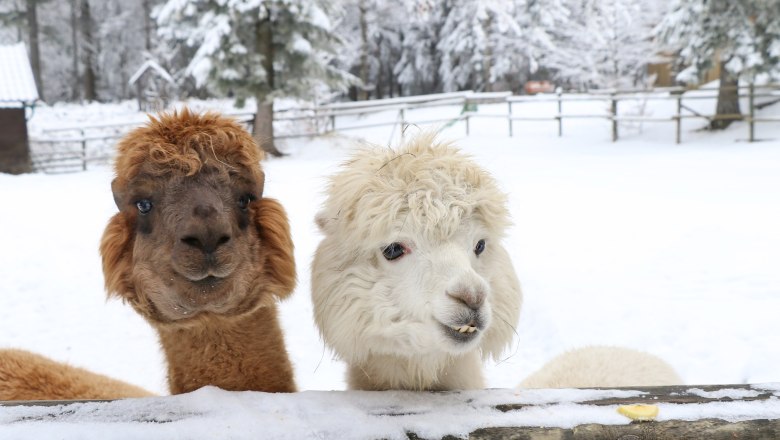 Zwei Alpakas schauen über einen schneebedeckten Zaun in einer winterlichen Landschaft.