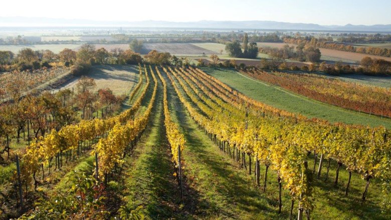 Weinberge in Bad Fischau Brunn im Herbst mit buntem Laub.