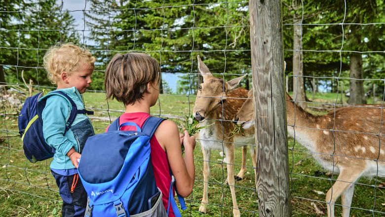 Zwei Kinder füttern Rehe durch einen Zaun in einem Waldgebiet.