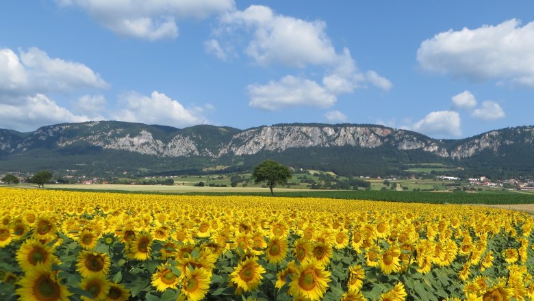 Panorama Hohe Wand, © Naturpark Hohe Wand