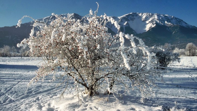 Verschneiter Strauch vor schneebedecktem Berg unter klarem Himmel.