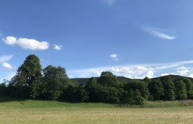 Grüne Wiese mit Bäumen und blauem Himmel im Hintergrund.