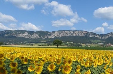 Sonnenblumen und Hohe Wand, © Naturpark Hohe Wand