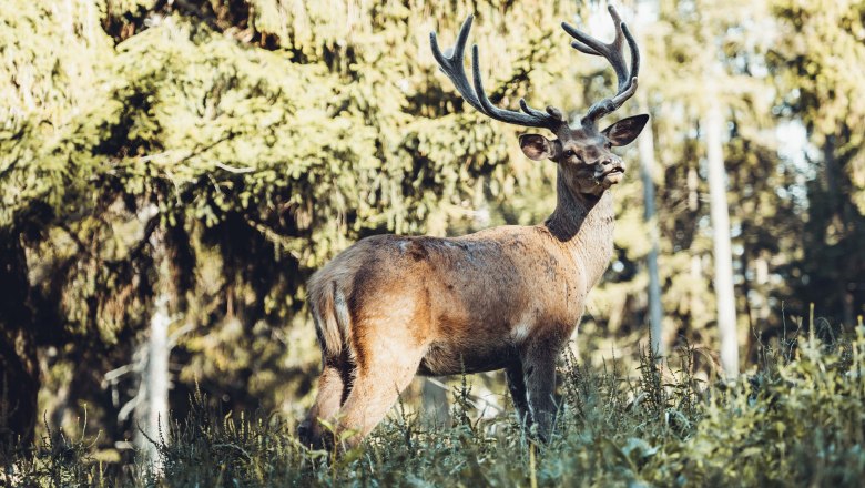 Ein Hirsch mit großem Geweih steht im Wald und blickt zur Seite.