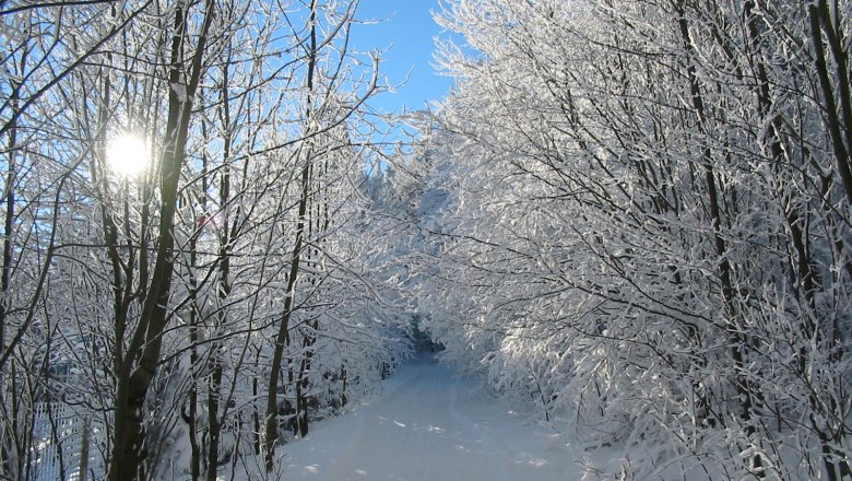 Verschneiter Waldweg im Naturpark Hohe Wand mit Sonnenschein.