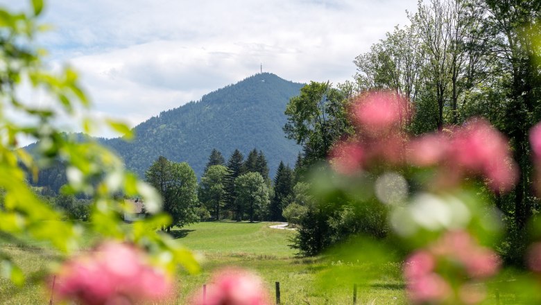 Berglandschaft mit gr&uuml;nen Wiesen und B&auml;umen, im Vordergrund unscharfe rosa Blumen.