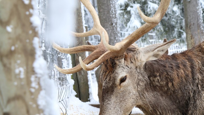 Ein Hirsch mit großem Geweih liegt im Schnee und frisst Futter im Naturpark Hohe Wand.