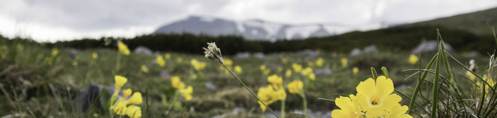 Frühling im Schneebergland, © Mösslinger