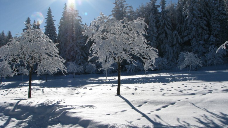 Verschneite Landschaft mit B&auml;umen im Sonnenschein.